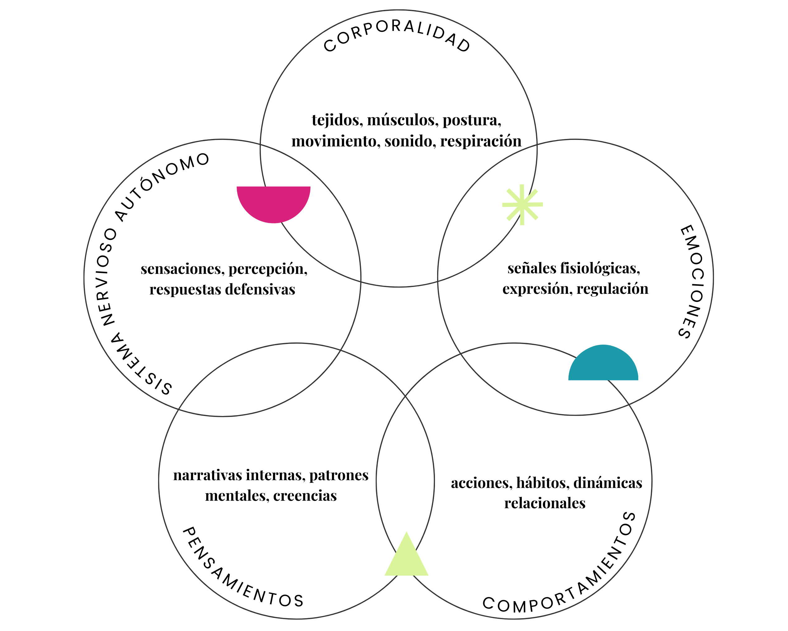 cuerpo estructura corporal, tejidos, músculos, postura, movimiento, sonido, respiración(5)